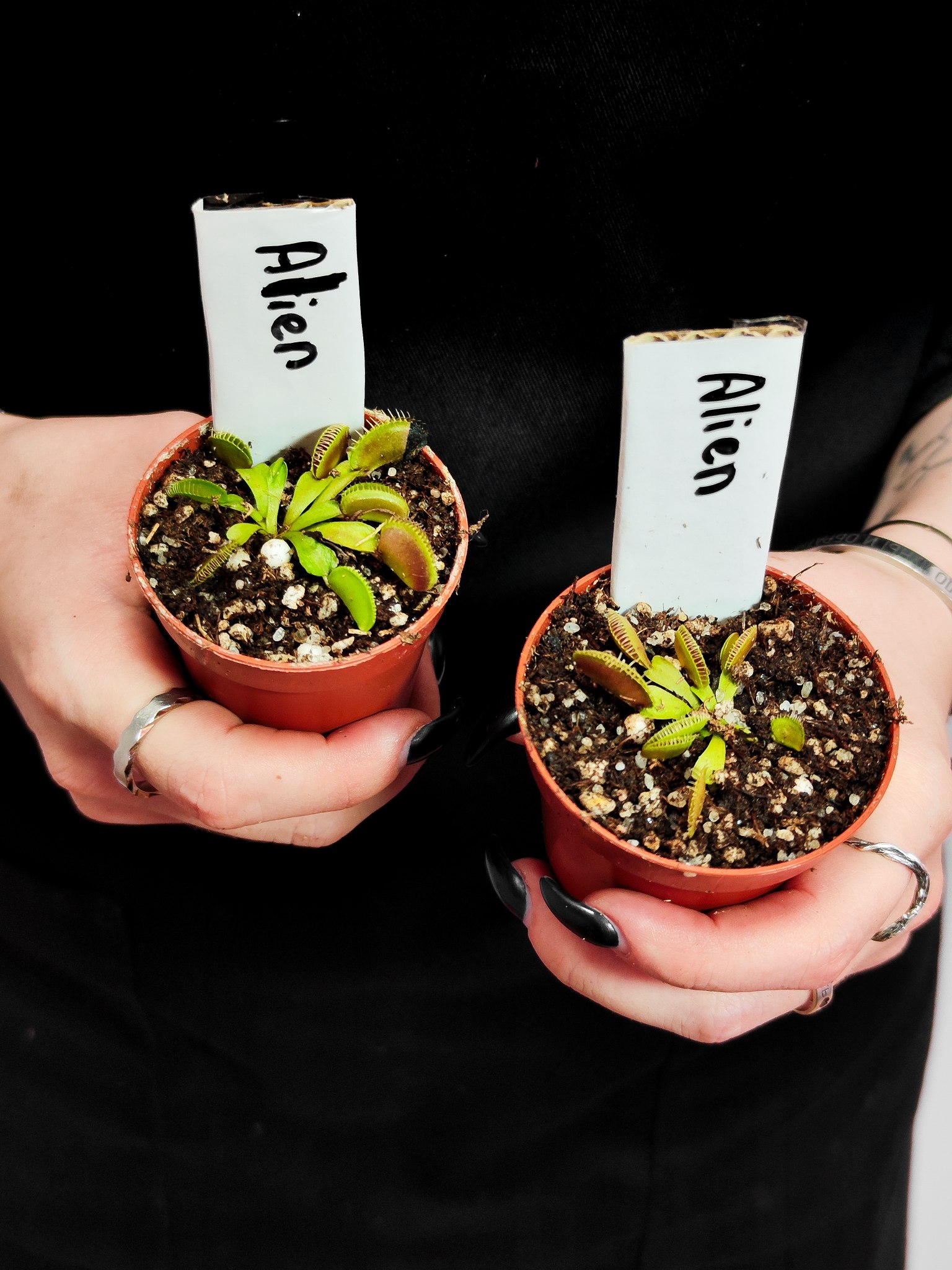 Венерина Мухоловка "Чужой" (Dionaea Muscipula Alien) D5см