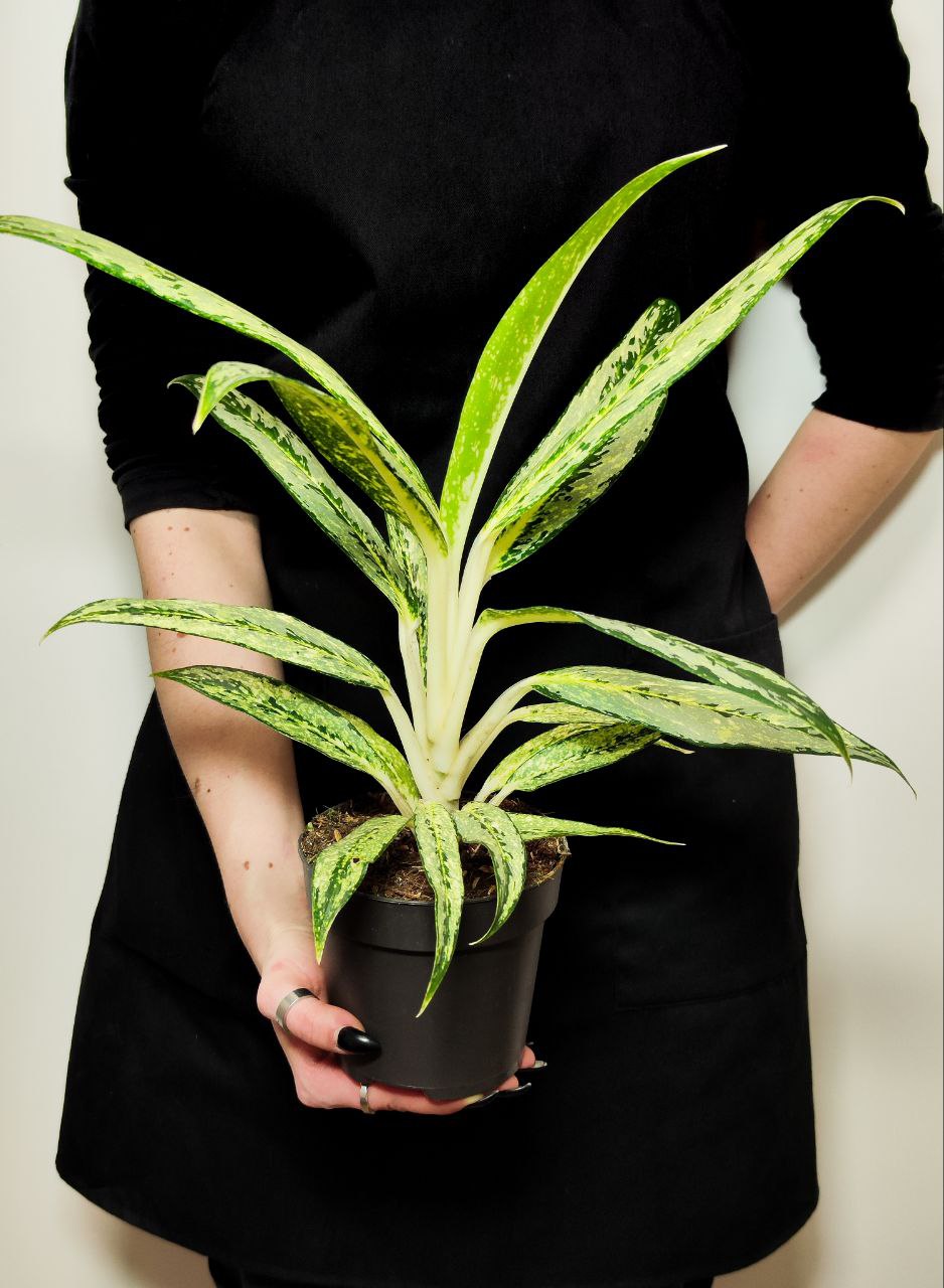 Аглаонема Матча Лемон (Aglaonema Matcha Lemon) D12см