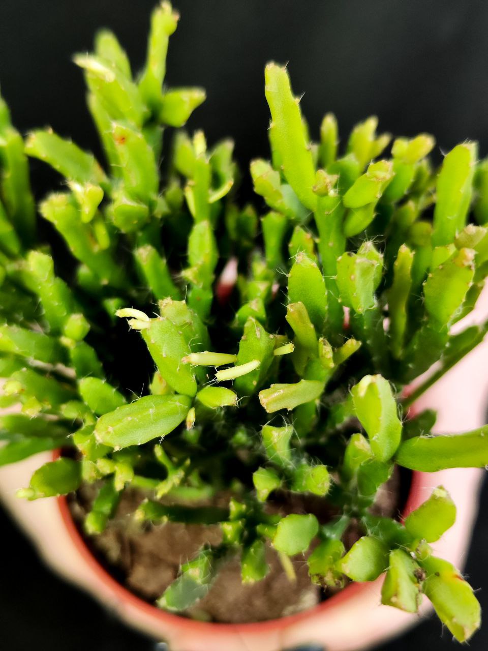 Рипсалис Гетероклада (Rhipsalis Heteroclada) D8,5см