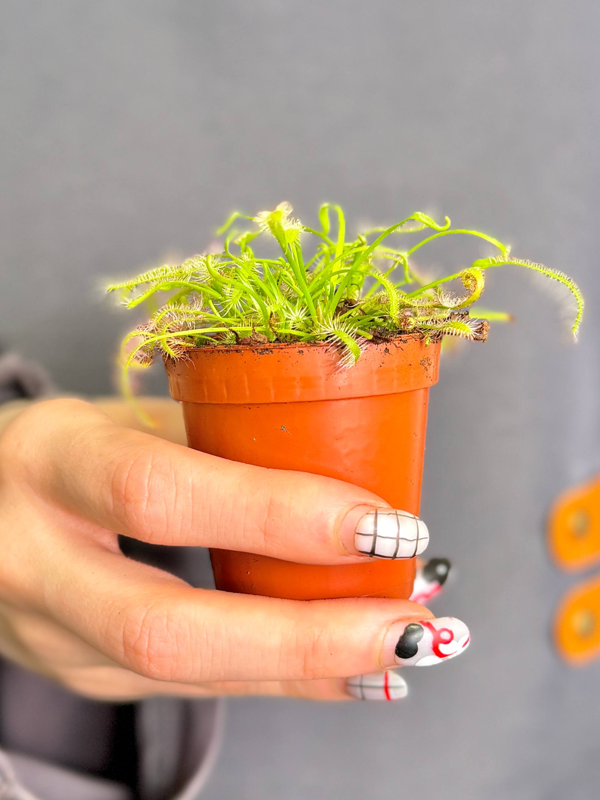 Росянка Альба (Drosera Alba) росток D5см