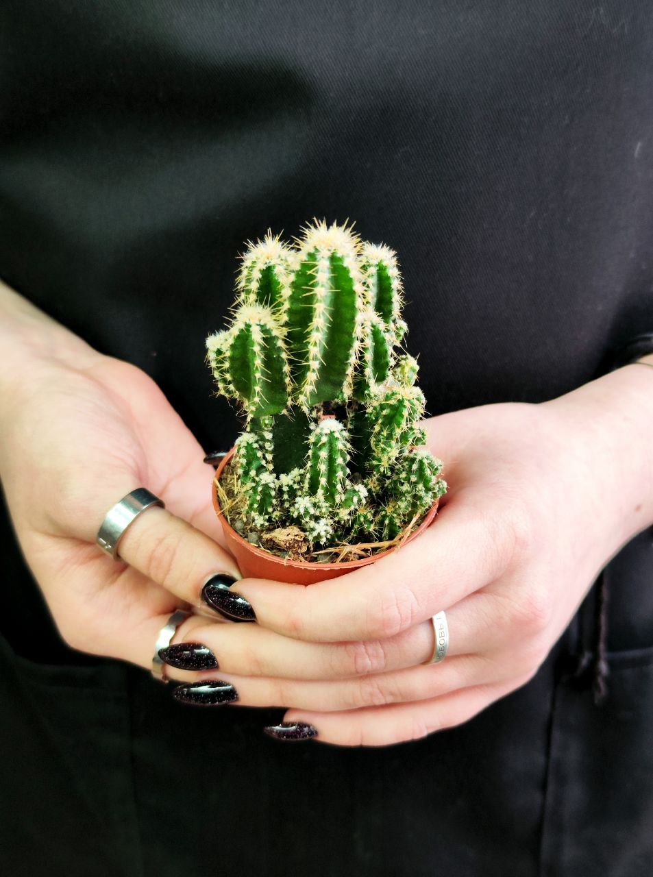 Цереус Паолина (Cereus Peruvianus Paolina) D5см