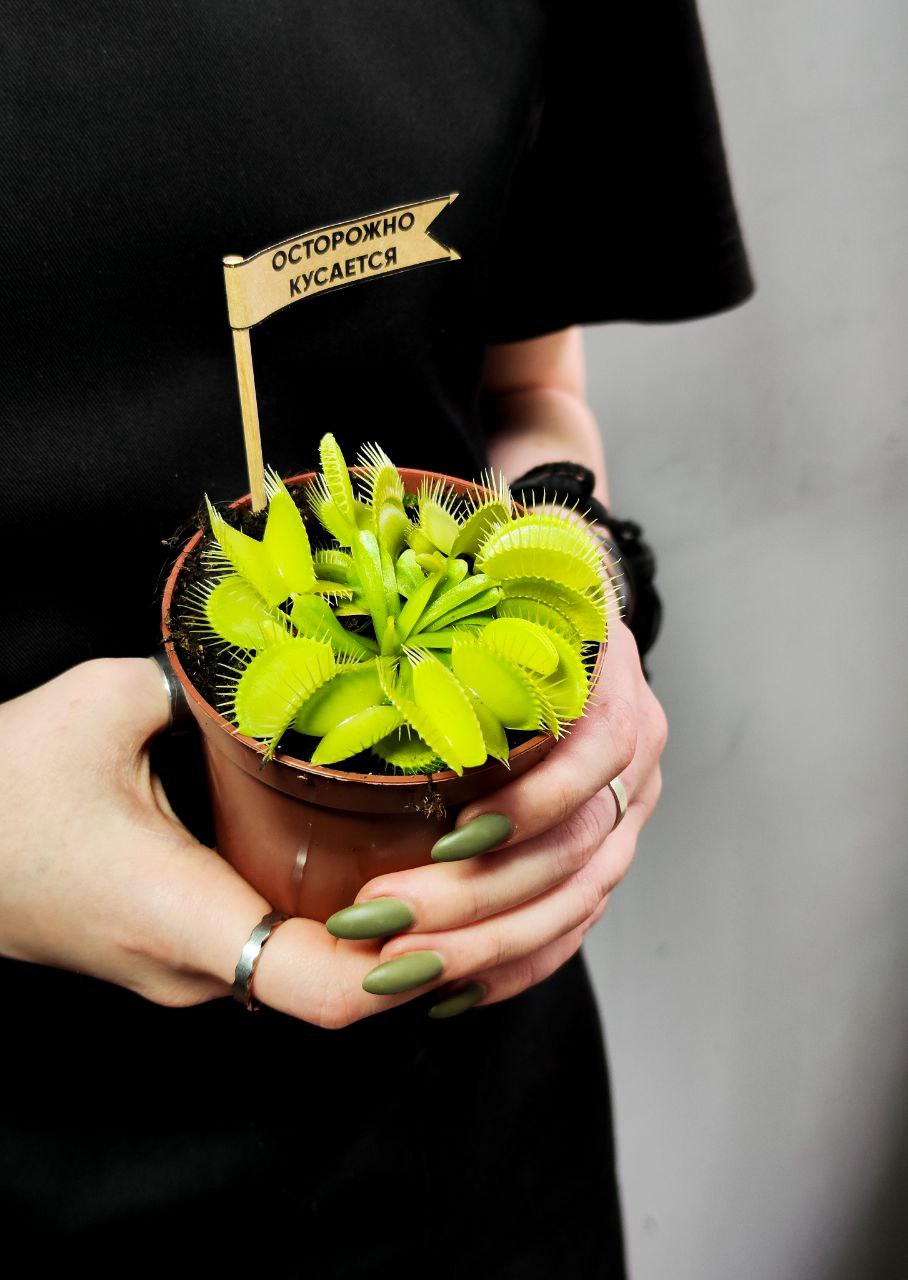 Венерина Мухоловка, или Дионея Мушипула Крок (Dionaea Muscipula Croc) D9см