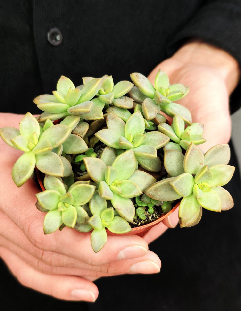 Седум Бордхат (Sedum Bordhat) D8см