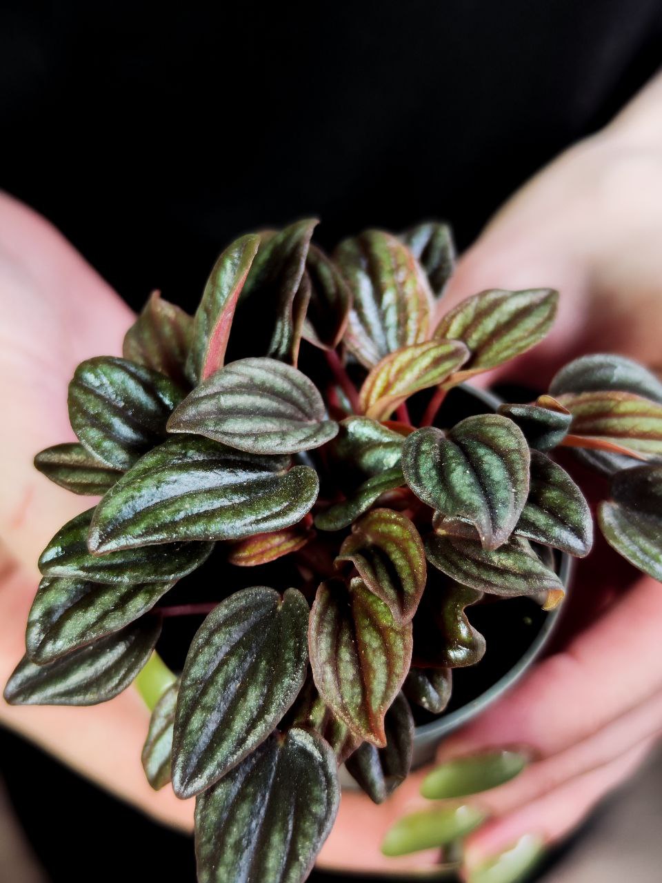 Пеперомия Лима (Peperomia Lima) D5см