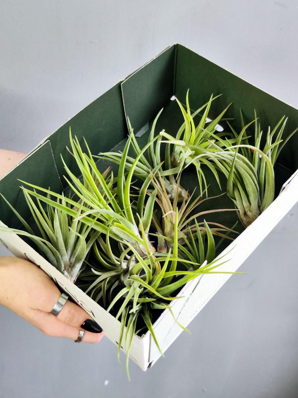 Тилландсия Велютина (Tillandsia Velutina)