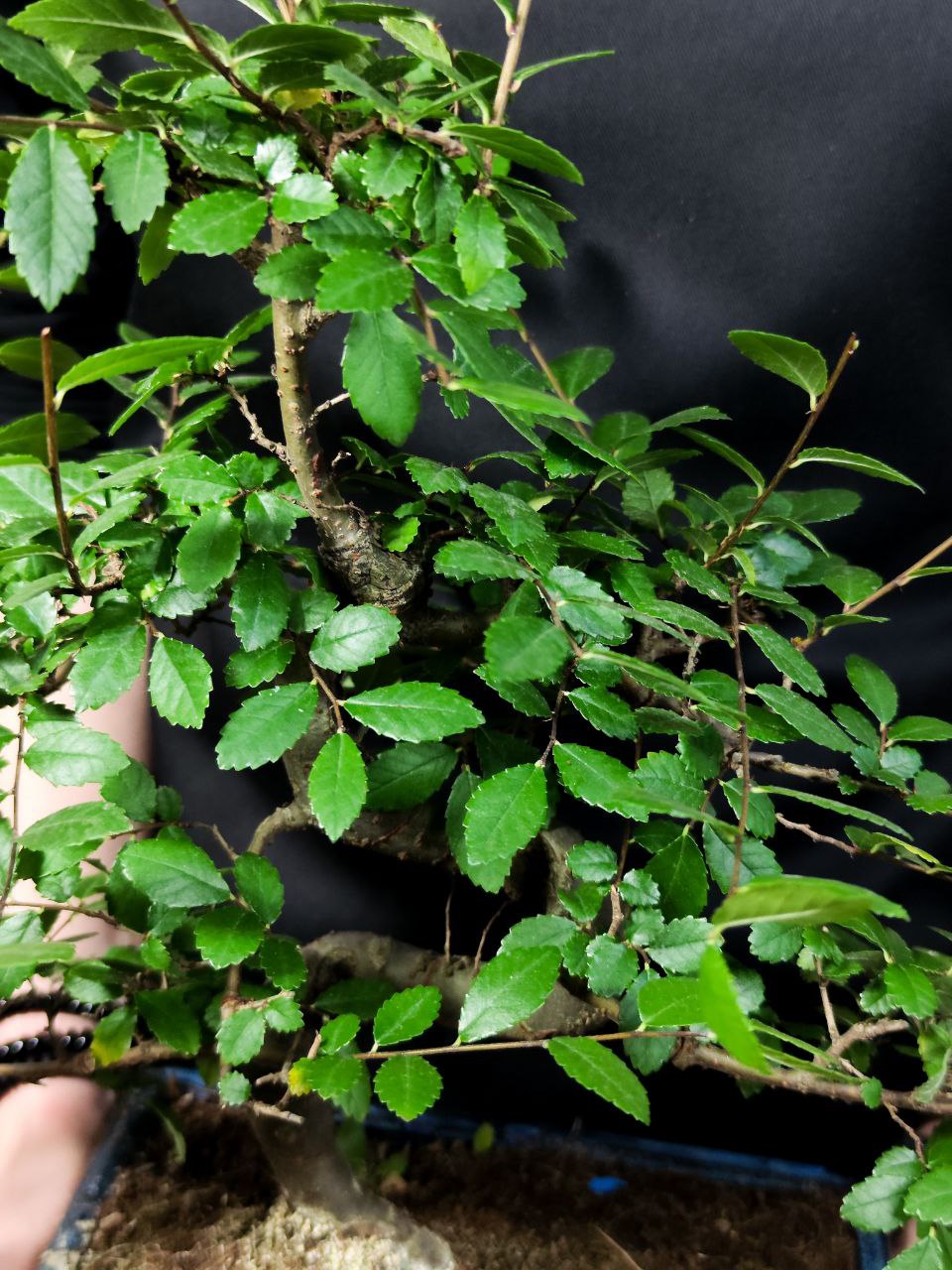 Бонсай Вяз Мелколистный Извилистый (Ulmus Parvifolia)