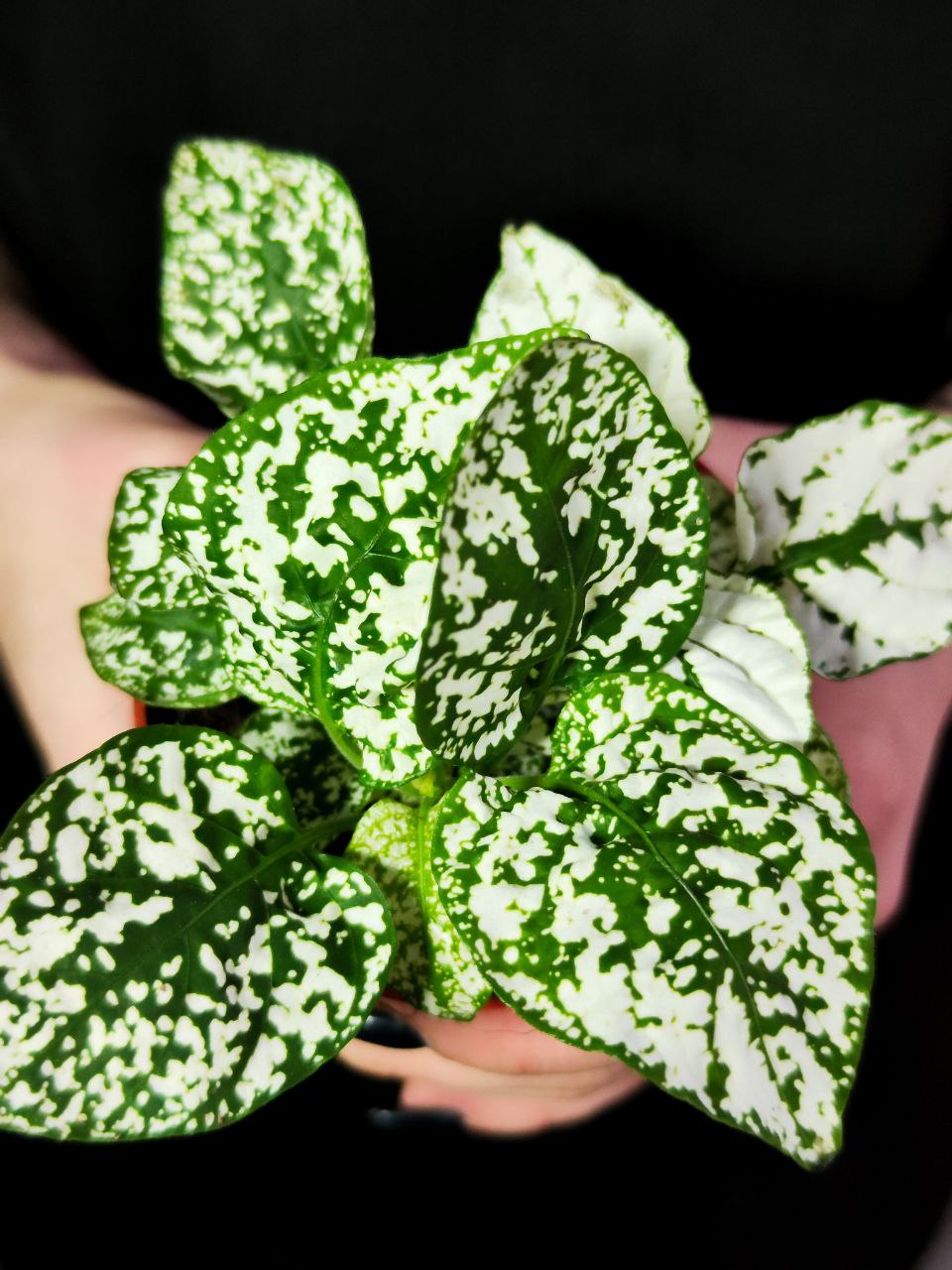 Гипоэстес Листоколосковый Вайт (Hypoestes Phyllostachya White) D8см