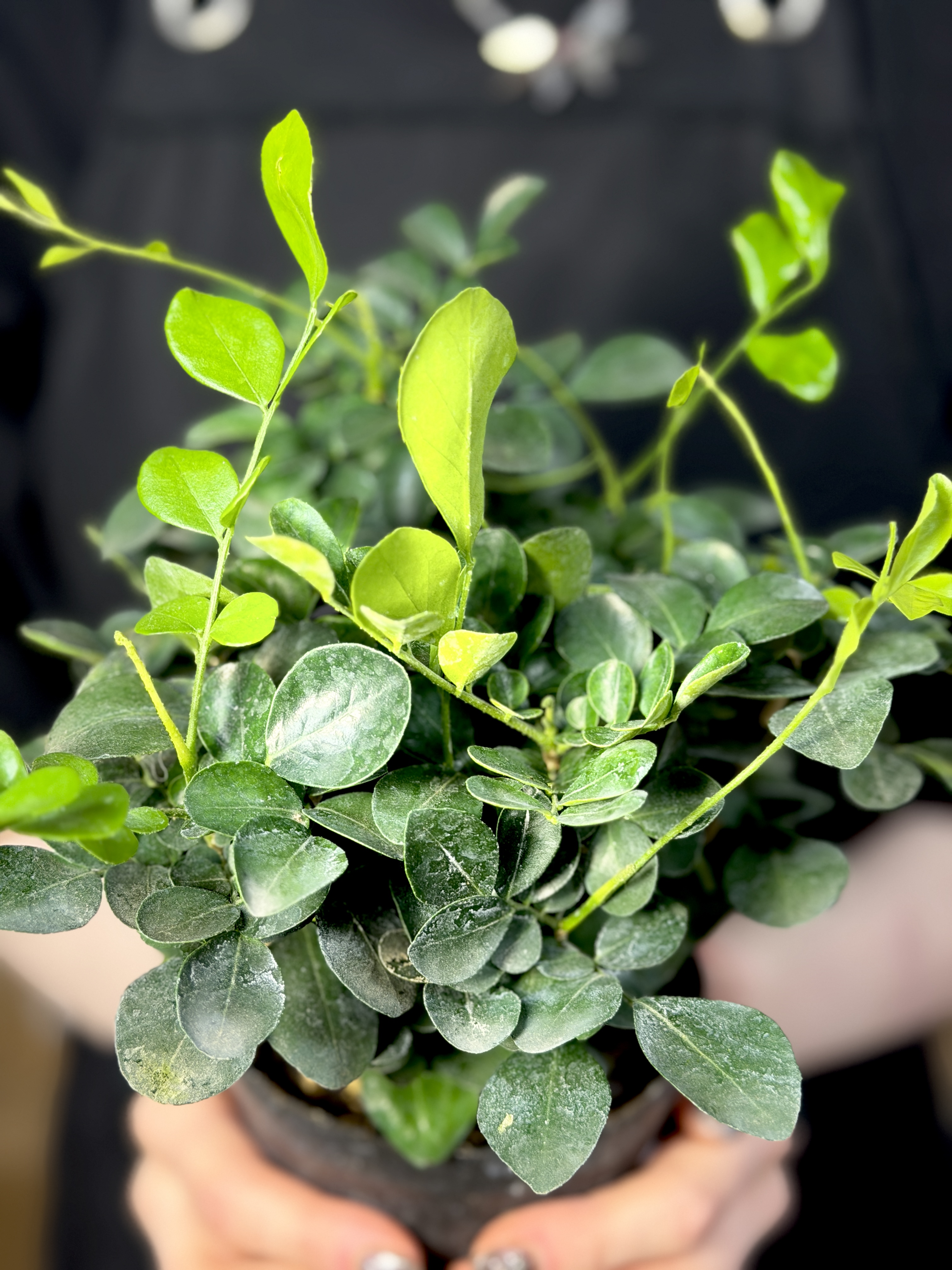 Мурайя (Муррайя) Метельчатая (Murraya Paniculata) D11см
