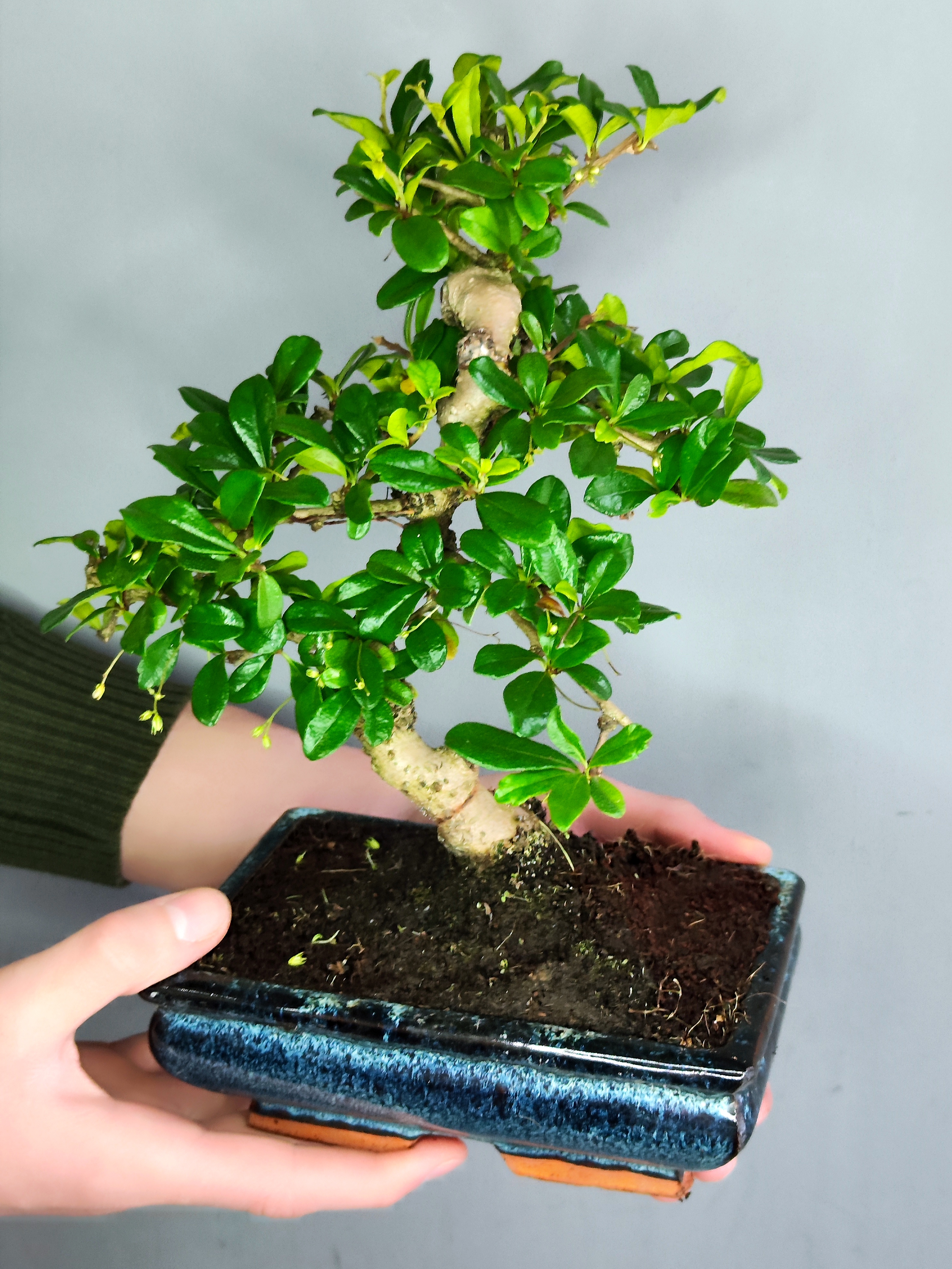 Бонсай Кармона Мелколистная (Carmona Microphylla) D20см