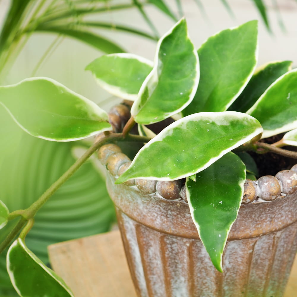 Хойя Карноза Альбомаргината (Hoya Carnosa Albomarginata) D10см