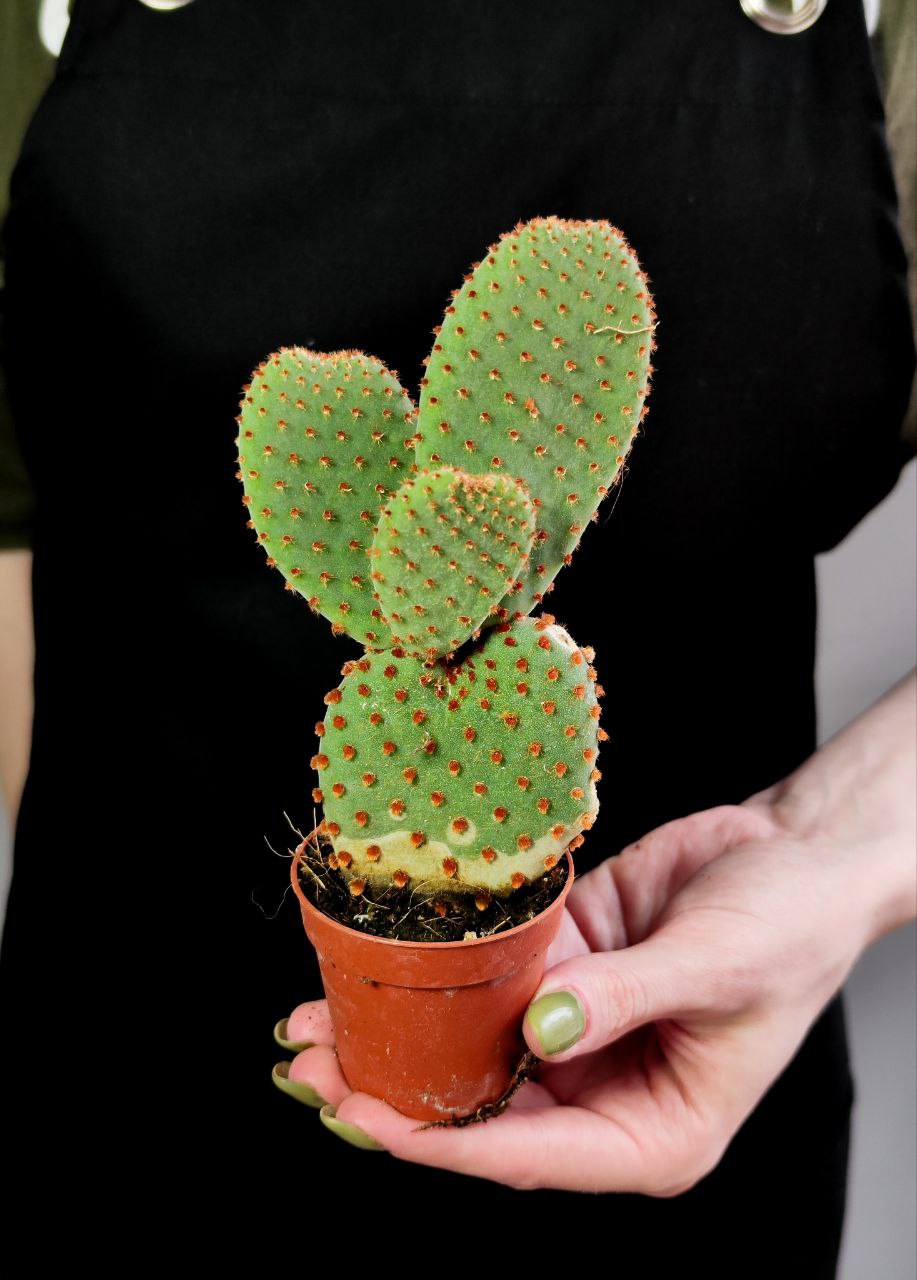 Опунция Микродасус Руфида (Opuntia Microdasys Rufida) D6см