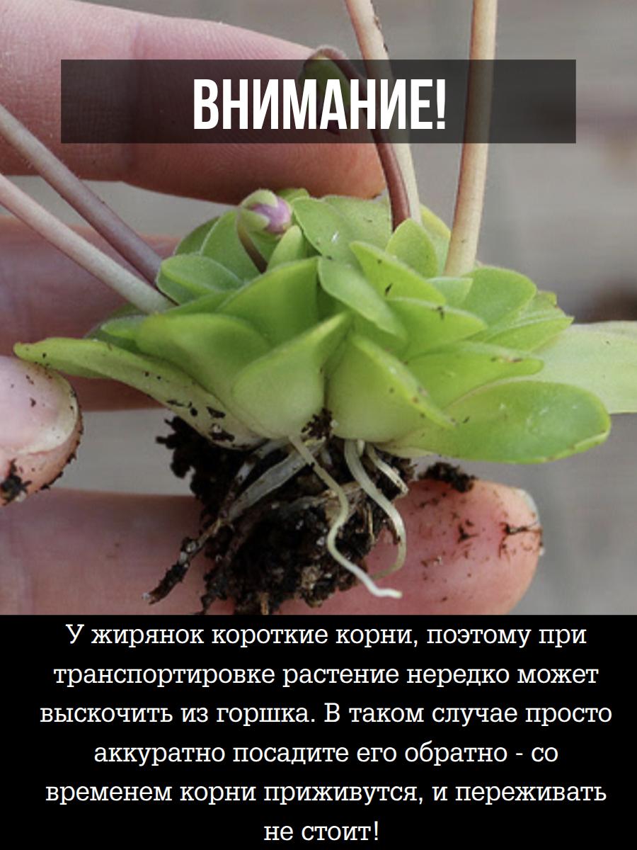 Жирянка Мостезума Гигантеа (Pinguicula Moctezumae x Gigantea) D12см