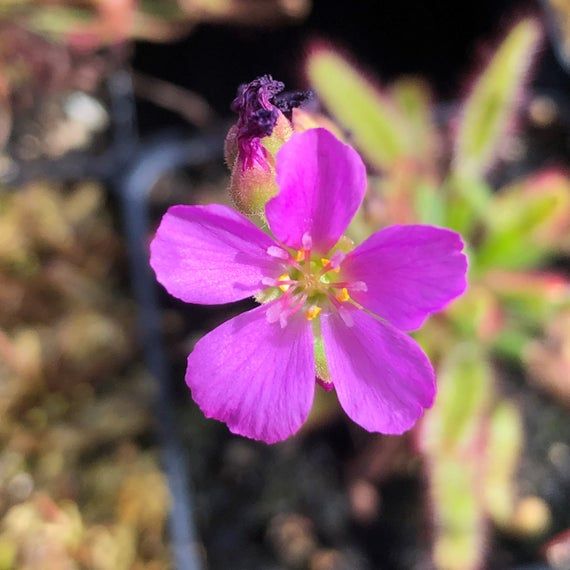 Семена Росянки Геркулес (Drosera Hercules) от 25шт