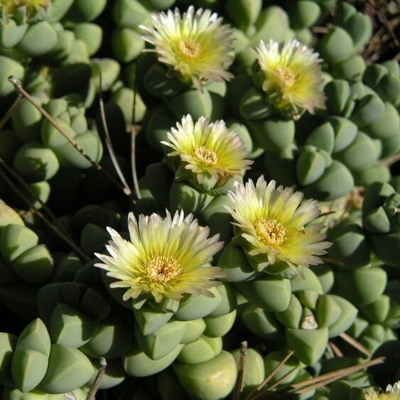 Делосперма Лемана (Delosperma Lehmannii) D5см