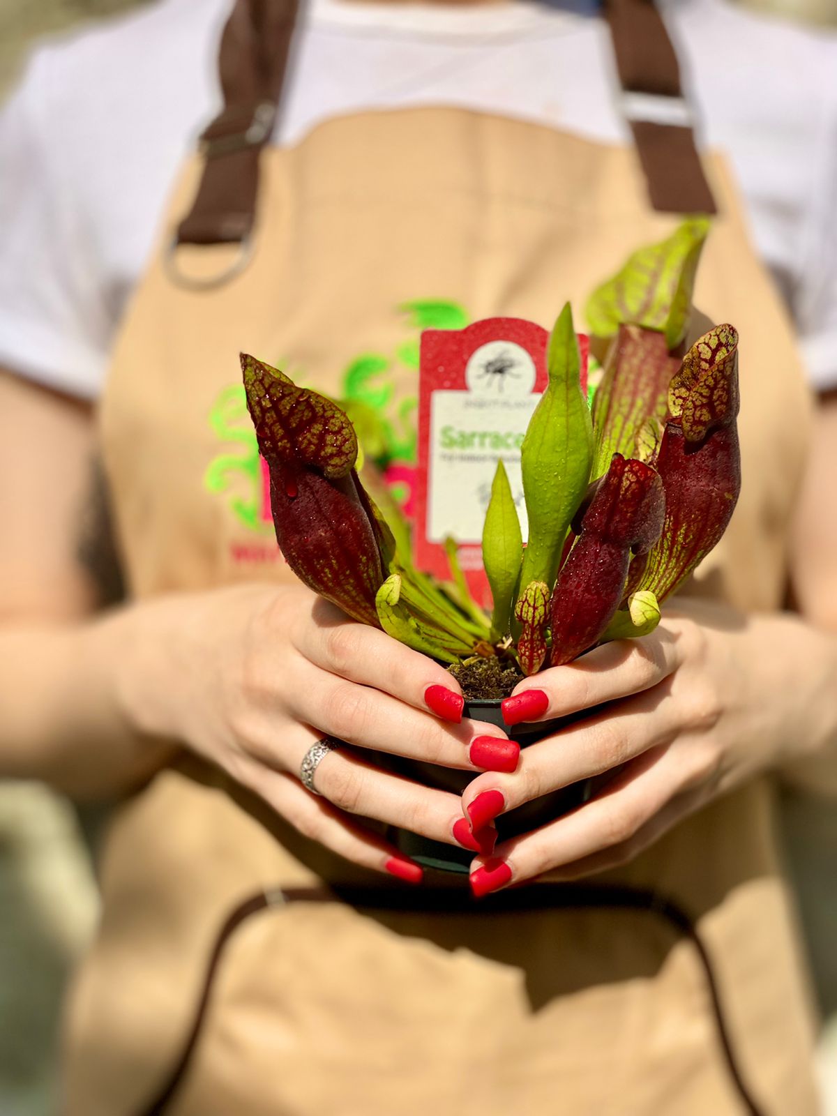 Саррацения Дракула (Sarracenia Dracula) D9см