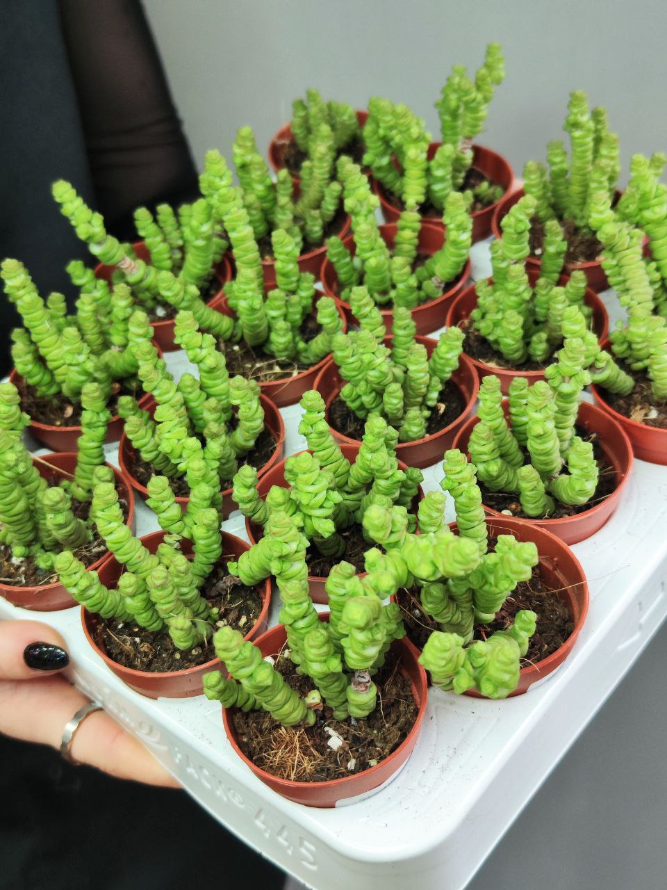 Крассула Марниериана Мини (Crassula Marneriana Mini) D5см