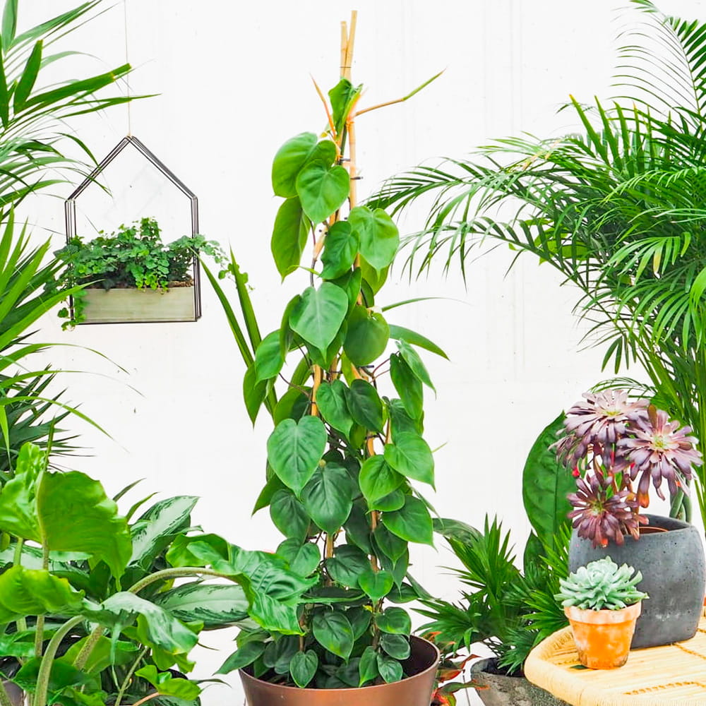 Филодендрон Сканденс Зеленый (Philodendron Scandens Green) D6см