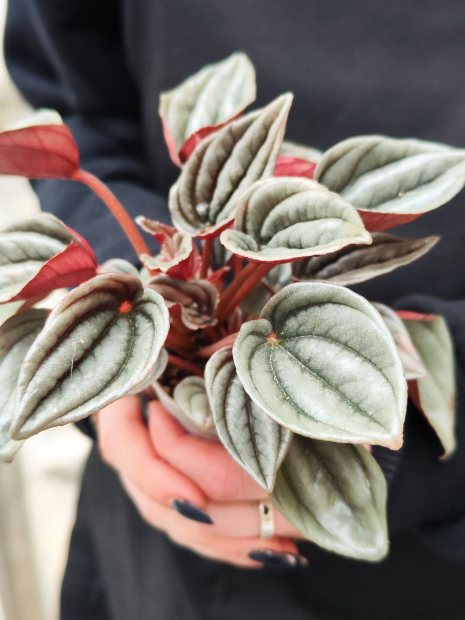 Пеперомия Каперата Мендоза (Peperomia Caperata Mendoza) D5см