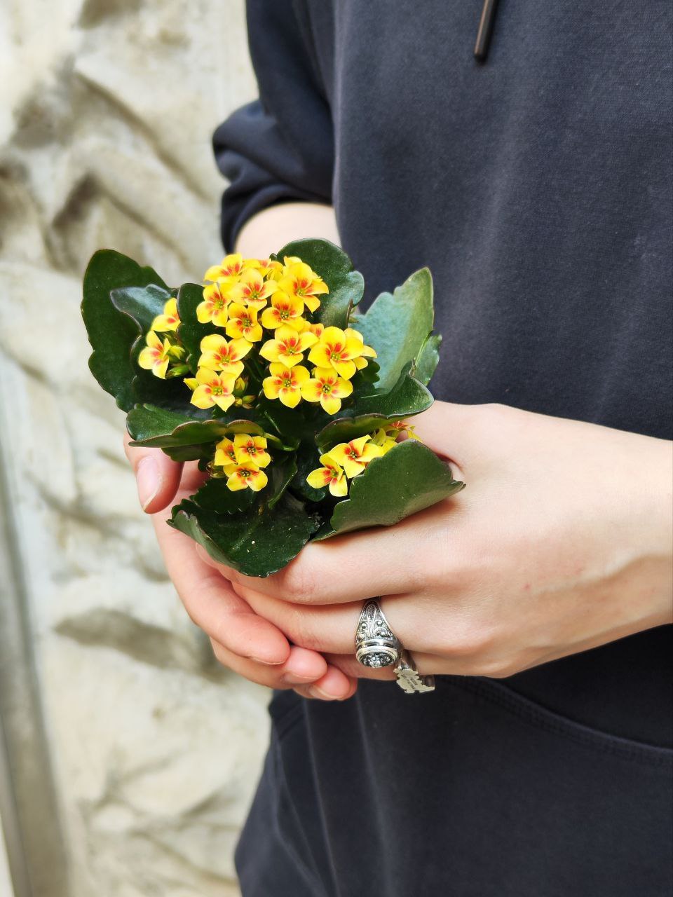 Каланхоэ Розалина Желтая Мэджик (Kalanchoe Rosalina Yellow Magic) D6см