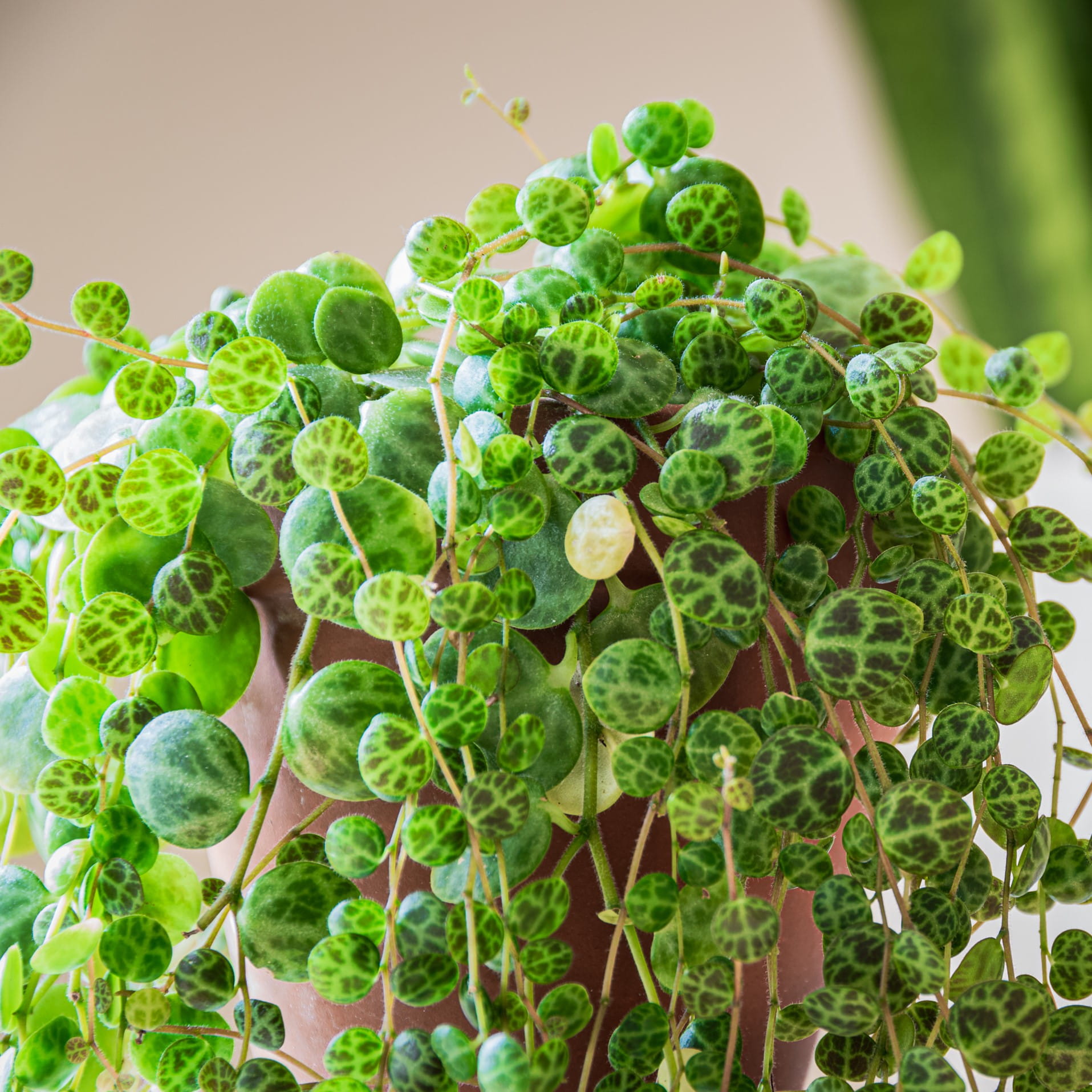 Пеперомия Прострата, или Cтелющаяся (Peperomia Prostrata) D5см