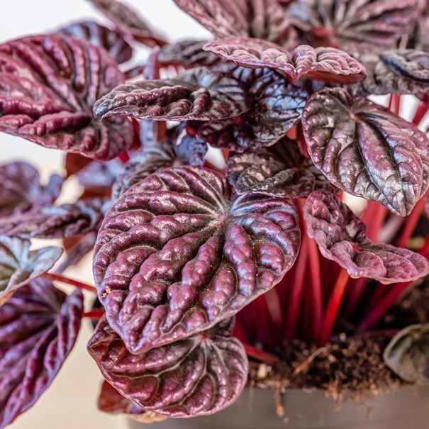 Пеперомия Каперата Ред Луна (Peperomia Caperata Red Luna) D11см
