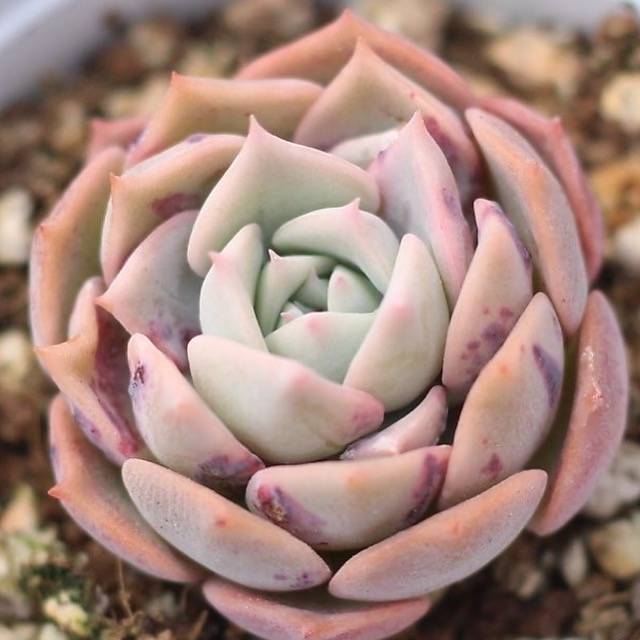 Эхеверия Секунда (Echeveria secunda) D5см
