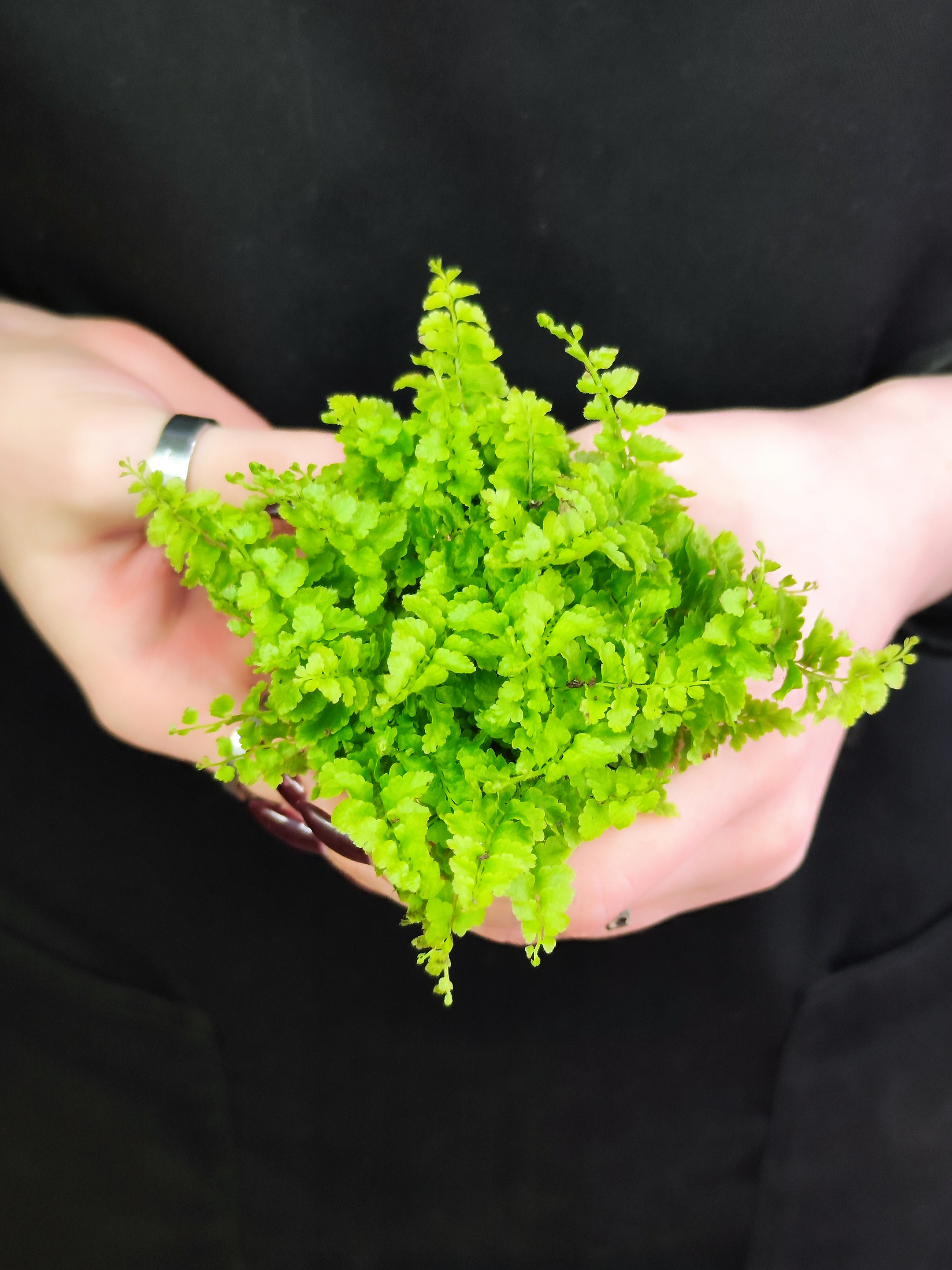 Нефролепис Возвышенный (Nephrolepis Exaltata Fluffy Ruffle) D6см