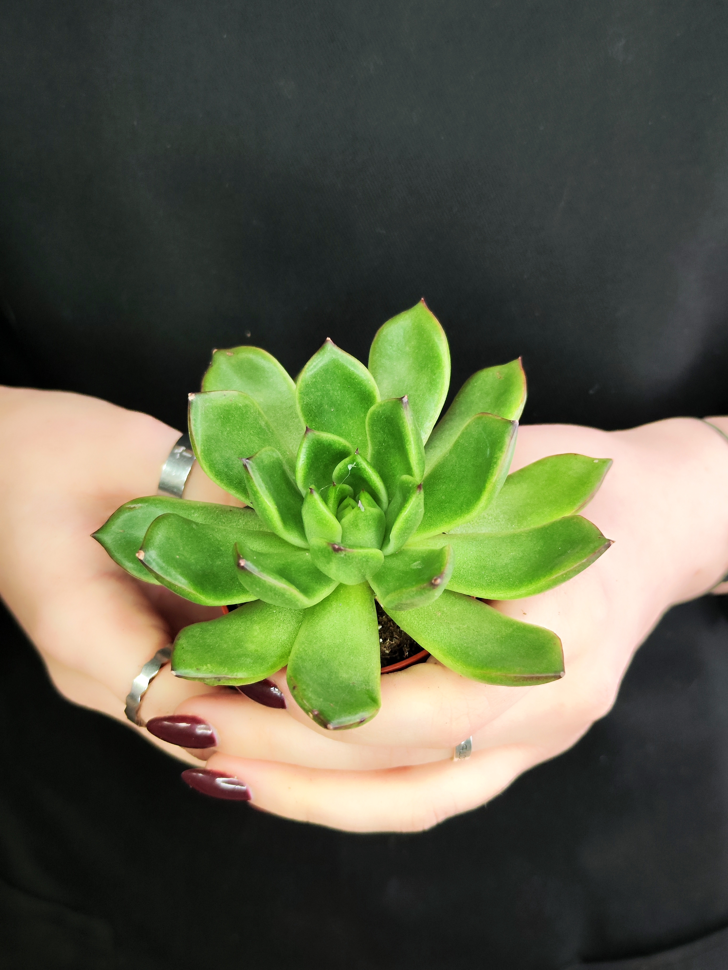 Эхеверия Агавовидная (Echeveria Agavoides) D5см