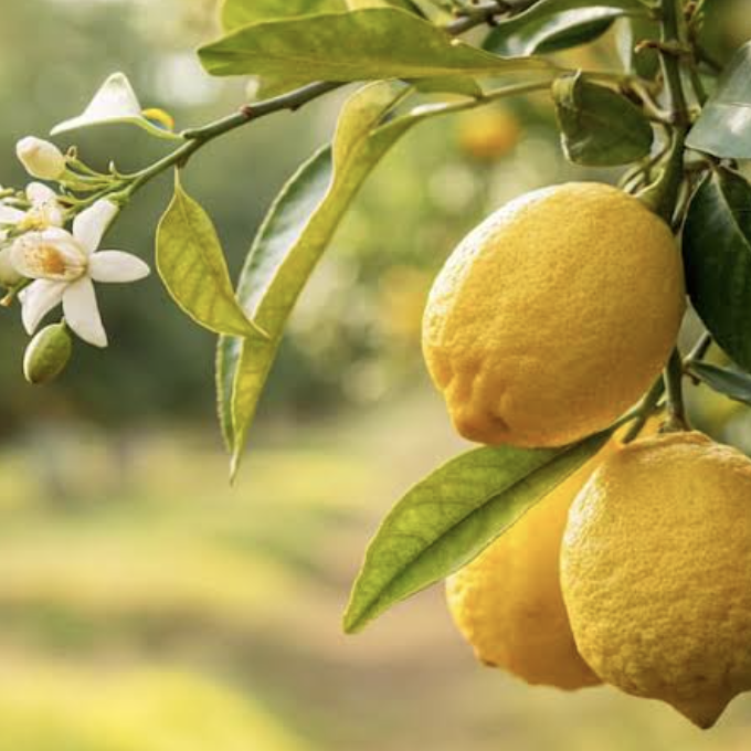 Лимонное Дерево (Citrus lemon on stem) D12см