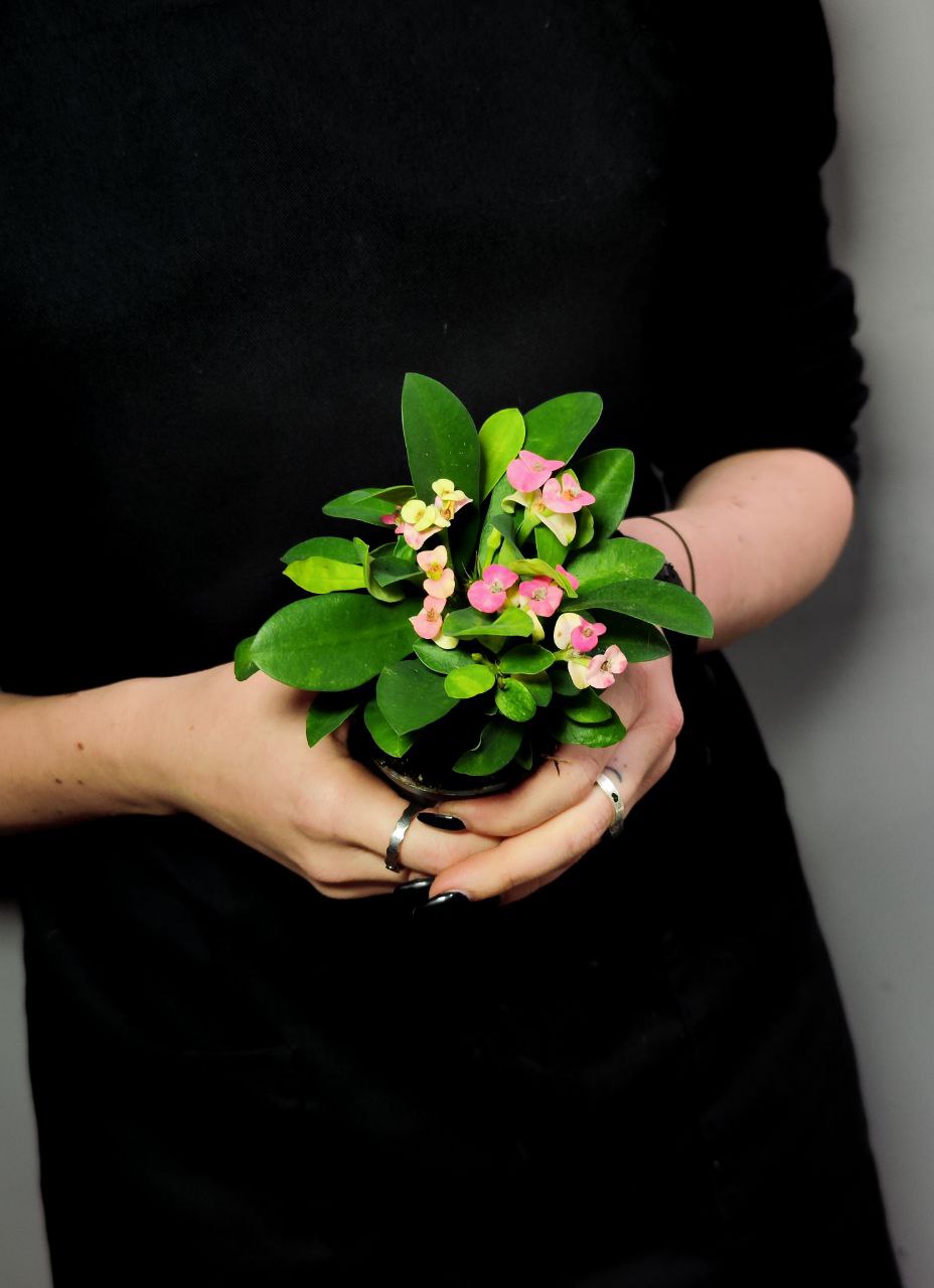 Эуфорбия Миля Нежно - Розовая (Euphorbia Milii Rhea) D6см