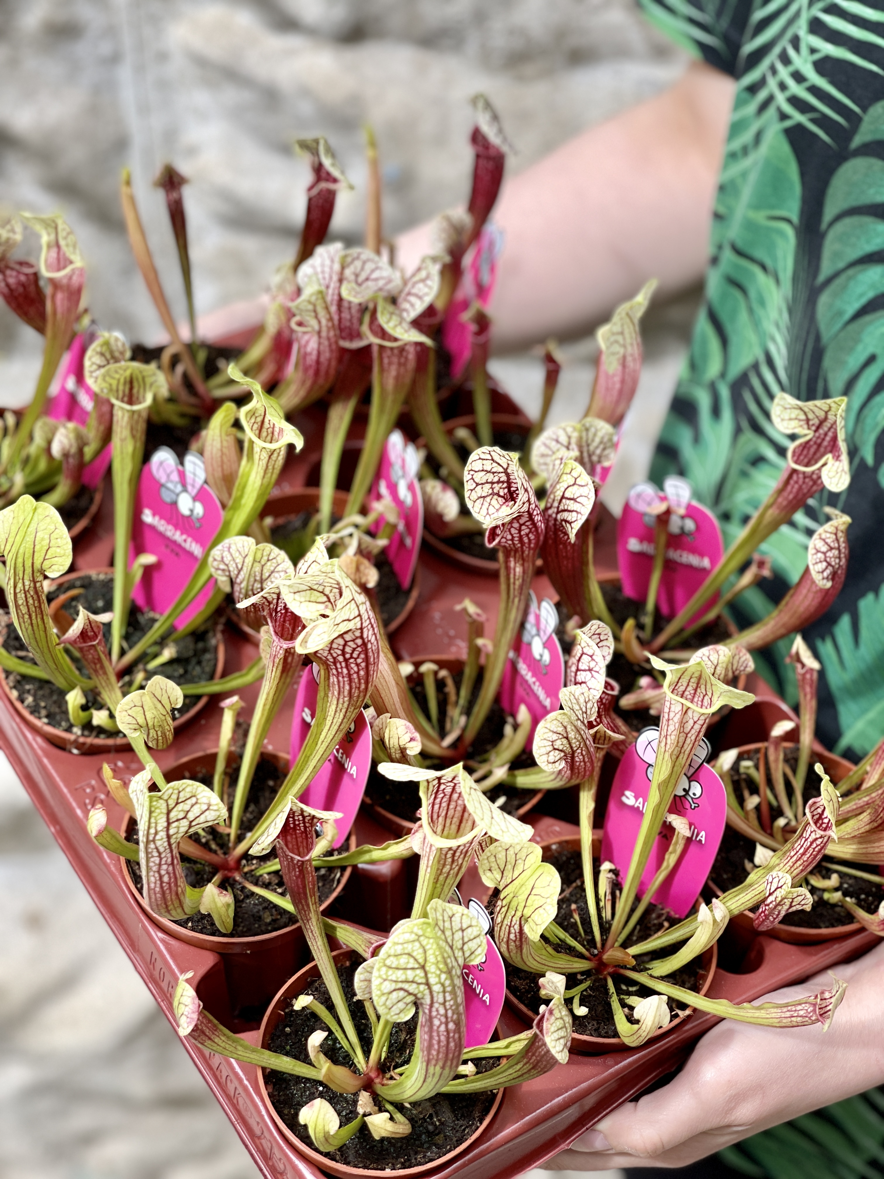 Саррацения Эва (Sarracenia Eva) D9см