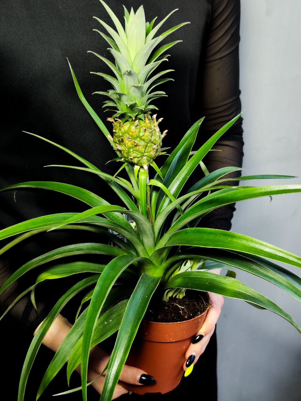 Ананас Корона (Ananas Corona) D12см