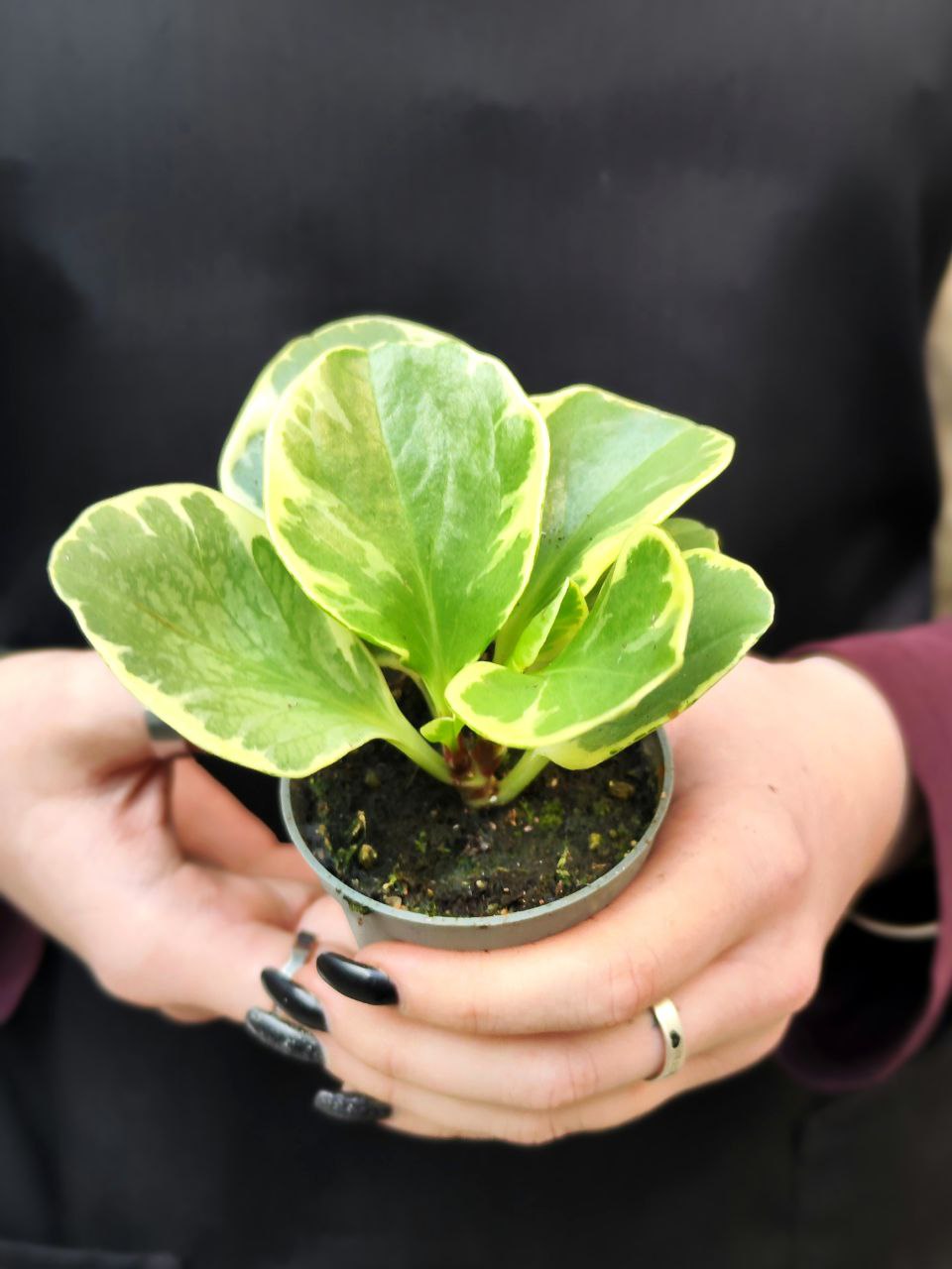 Пеперомия Туполистная Вариегатная (Peperomia Obtusifolia Variegata) D5см