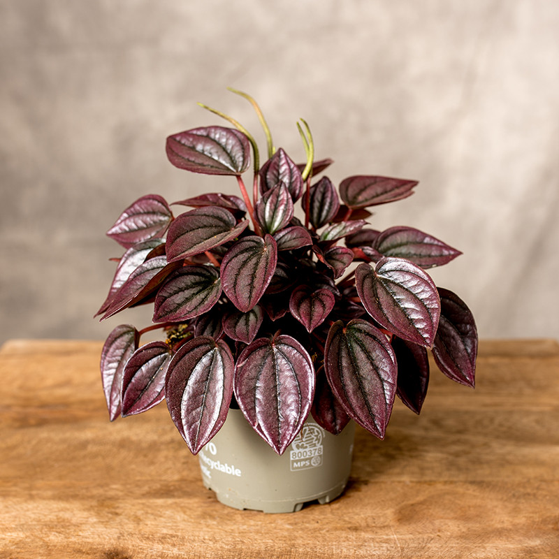 Пеперомия Каперата Кайен (Peperomia Сaperata Cayenne) D11см