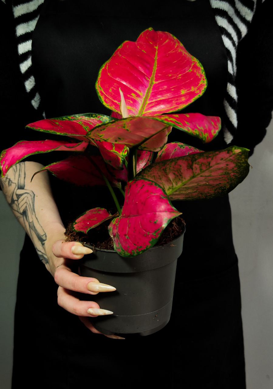Аглаонема Ред Джой (Aglaonema Red Joy) D12см
