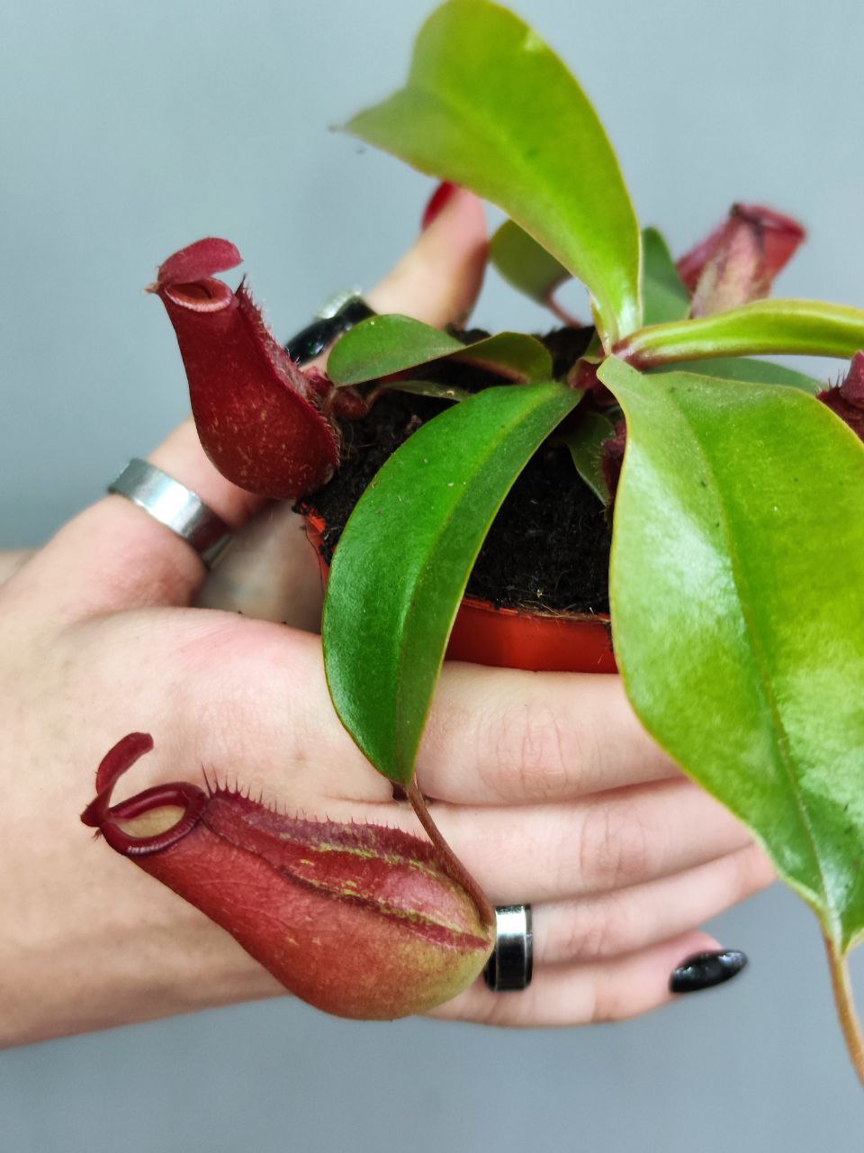 Непентес Кровавая Мэри (Nepenthes Bloody Mary) D9см