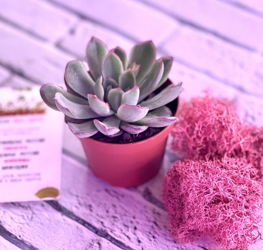 Эхеверия Пелуцида (Echeveria Pellucida) D5см