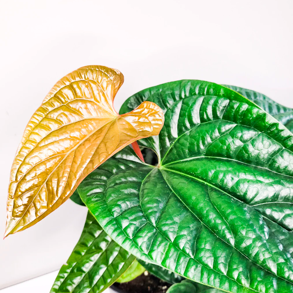 Антуриум Люксурианс Радиканс (Anthurium Radicans x Luxurians) D6см