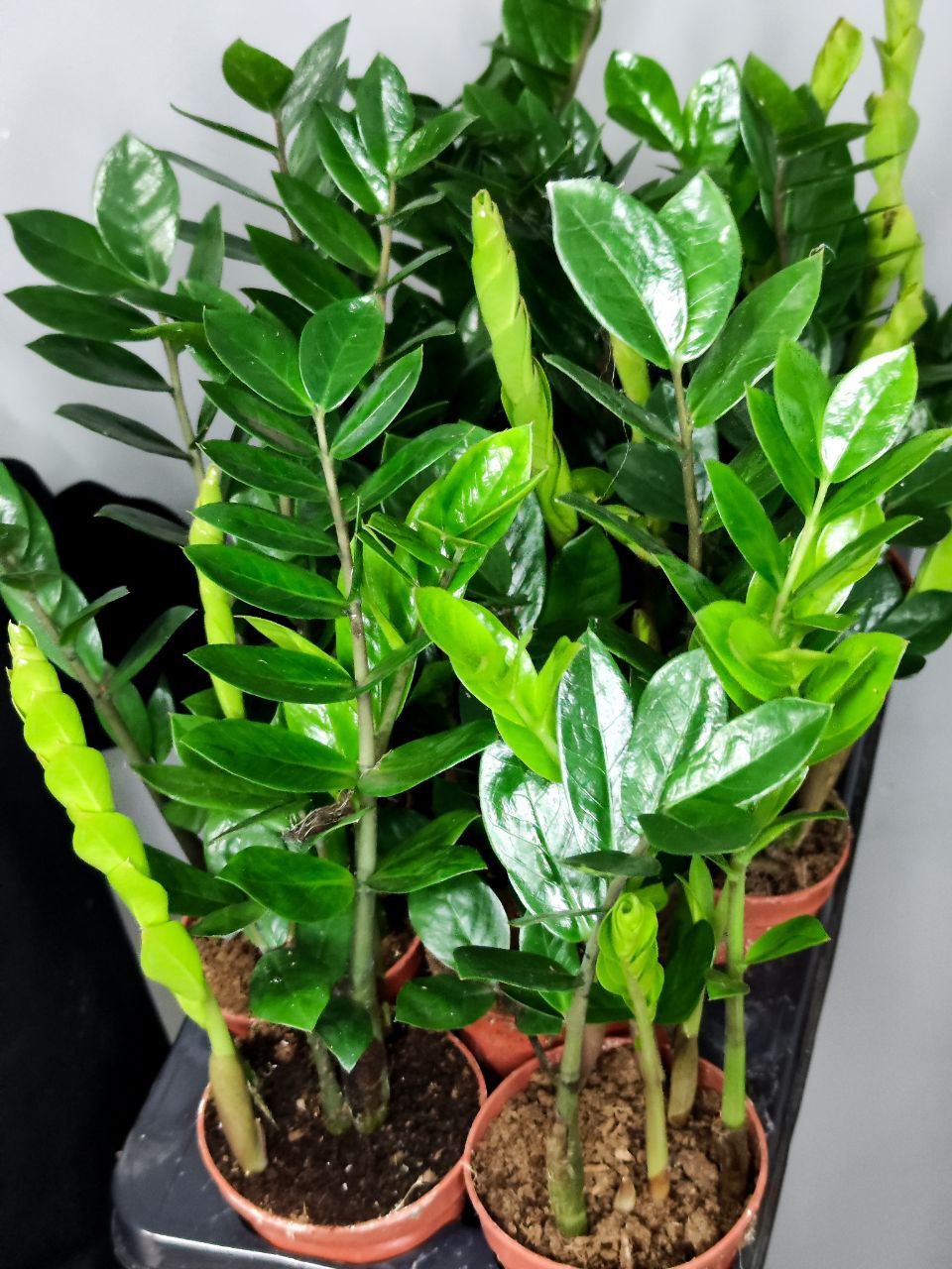 Замиокулькас Замиофолия (Zamioculcas Zamiifolia) D14см