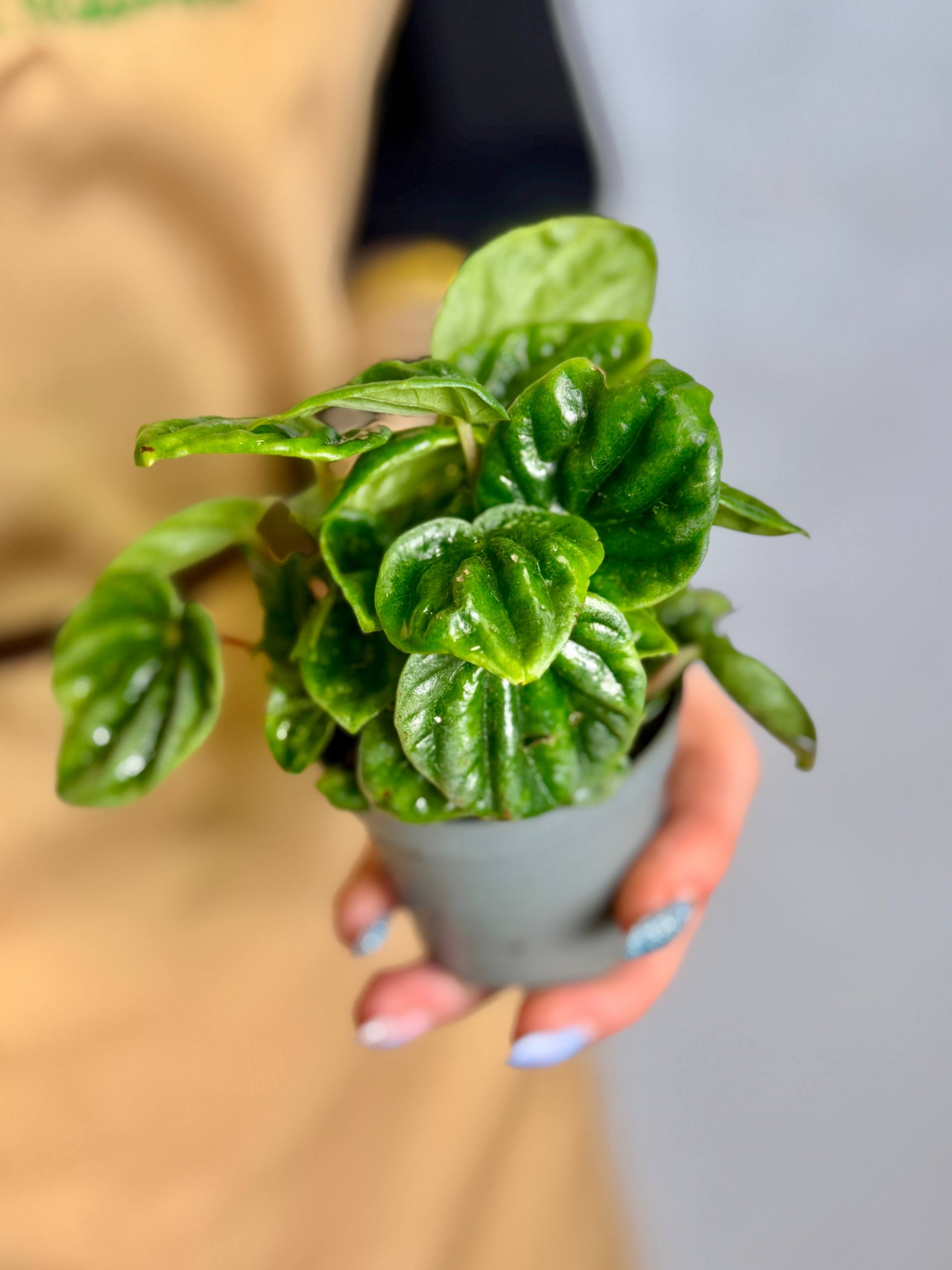 Пеперомия Амазоникас (Peperomia Amazonicas) D5см