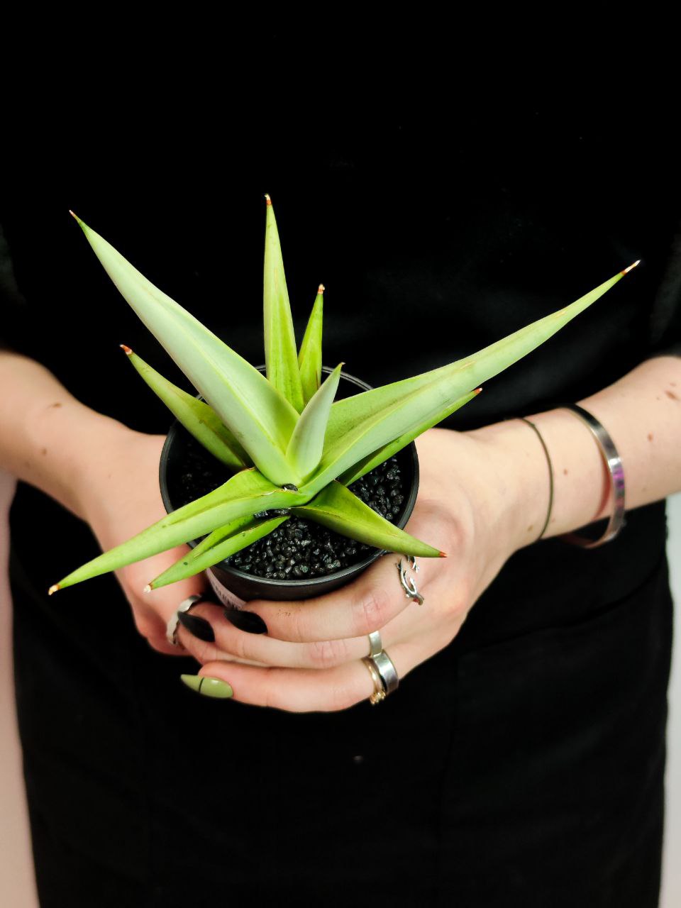 Сансевиерия Комета Пастель Грей (Sansevieria Comet Pastel Grey) D7,5см