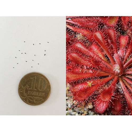 Семена Росянки Spatulata var Lovellae (Drosera Spatulata var Lovellae) 20 шт