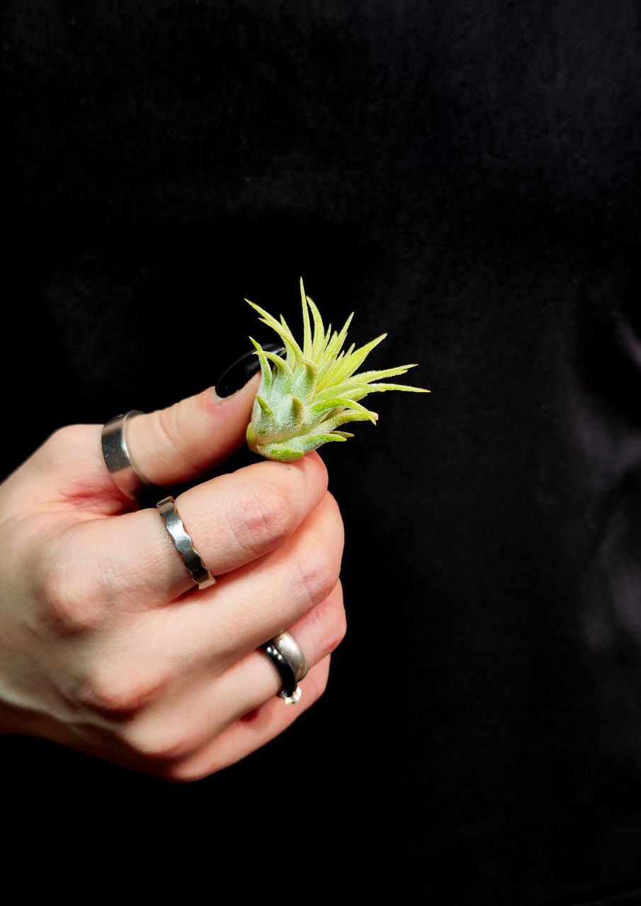 Тилландсия Ионанта Грин Мини (Tillandsia Ionantha Green Bonsai)
