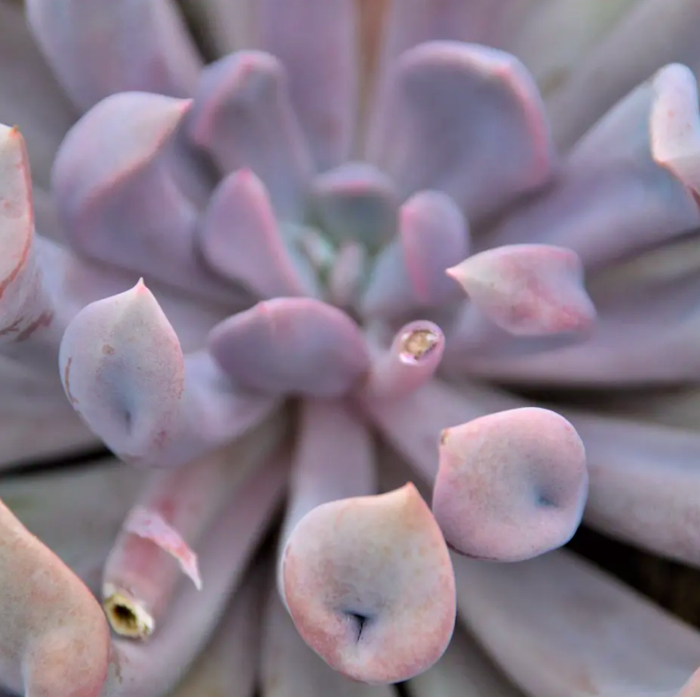 Эхеверия Купидон, или Лилак Спунс (Graptoveria Lilac Spoons) D5см