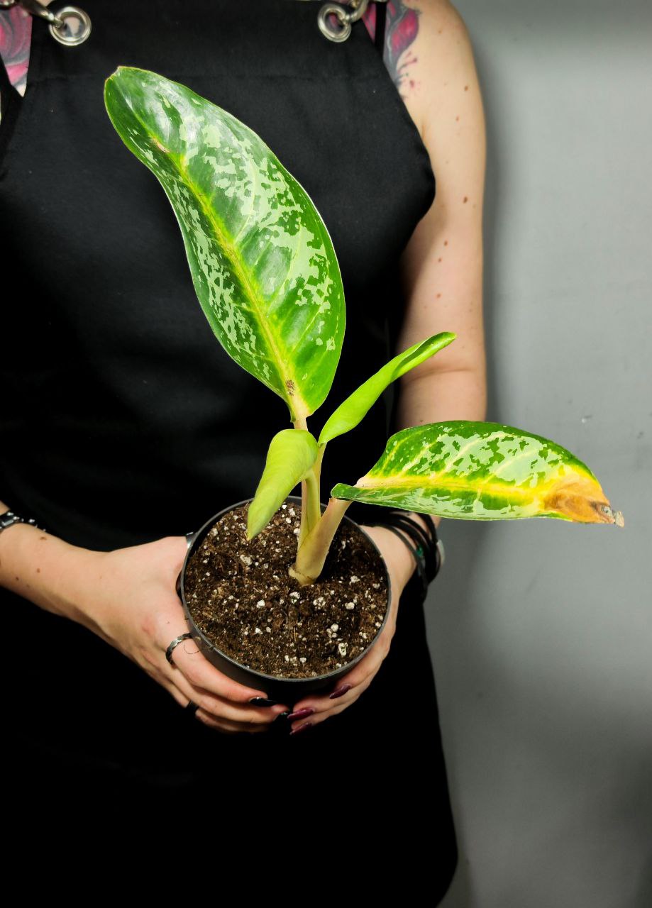 Аглаонема Микс УЦЕНКА (Aglaonema Mix) D12см