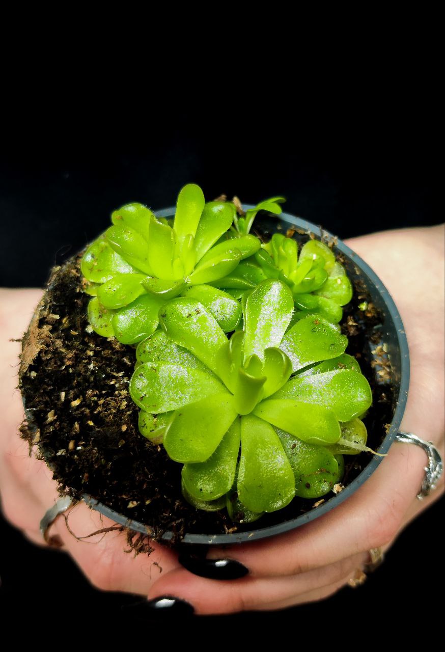 Жирянка Кандой (Pinguicula Kondoi) D9см