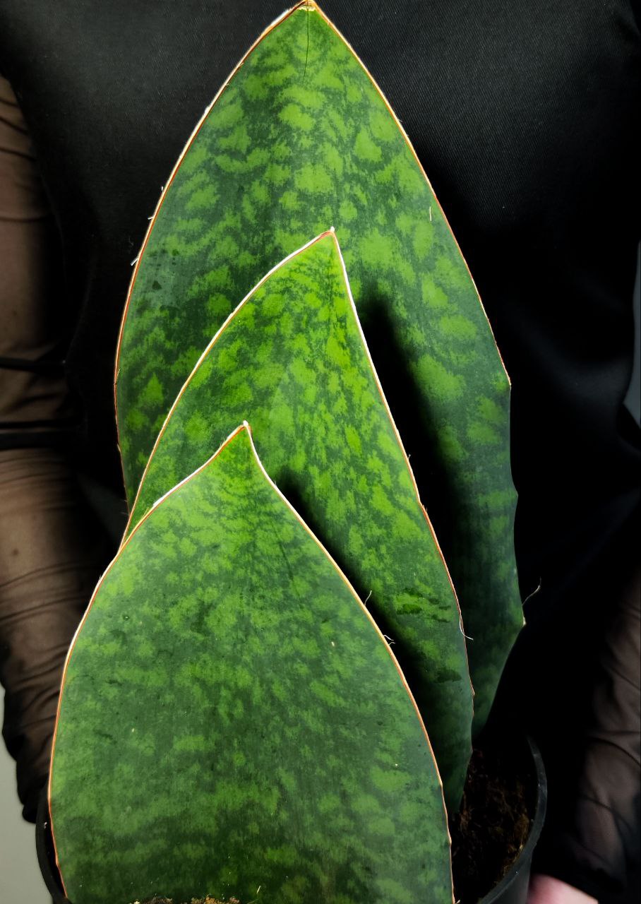 Сансевиерия Масониана Виктория XXL (Sansevieria Big Leaves Green) D19см