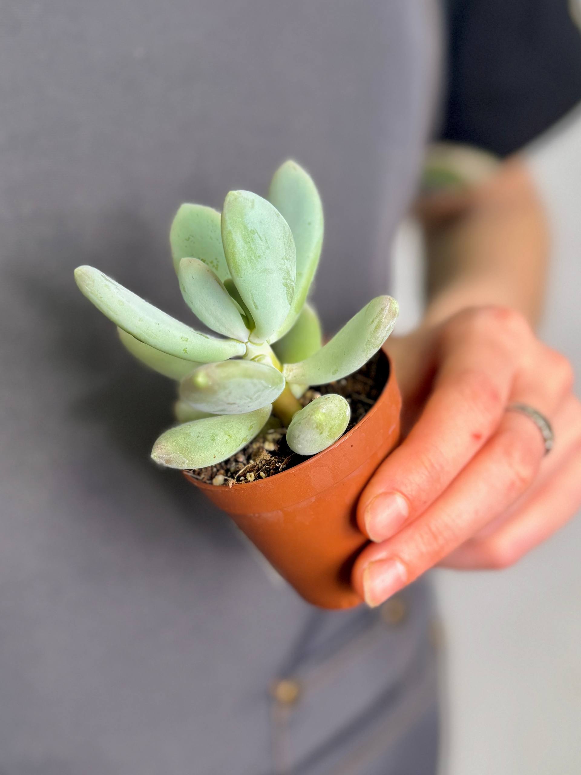Пахифитум Брактеосум, или Прицветниковый (Pachyphytum Bracteosum) D5см