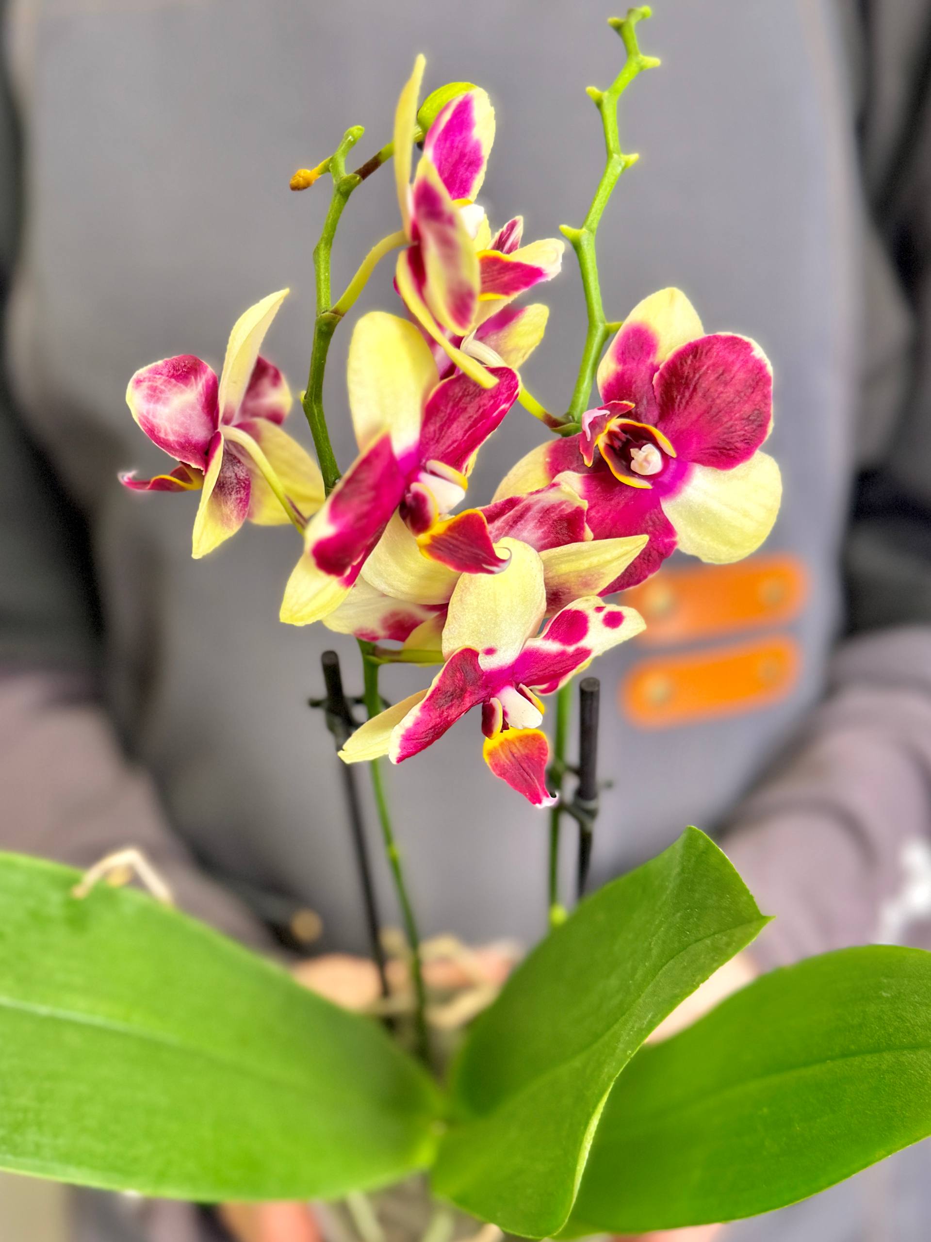 Орхидея Фаленопсис Катания (Phalaenopsis Catania) D9см