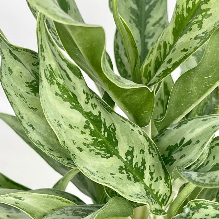 Аглаонема Грейхаунд (Aglaonema Greyhound) D12см